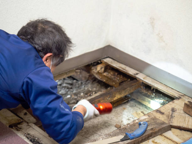 Best Industrial Mold Remediation in North Ogden, UT