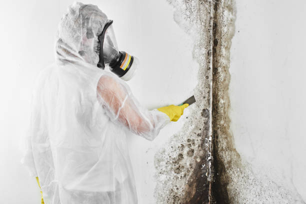 North Ogden, UT Mold Remediation Company