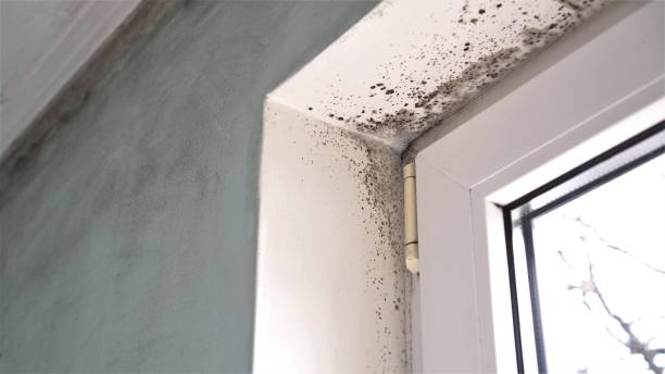 Best Basement Mold Remediation in North Ogden, UT