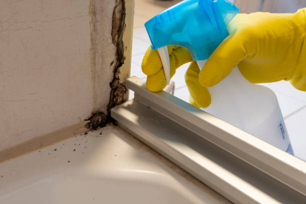 Best Post-Flood Mold Remediation in North Ogden, UT