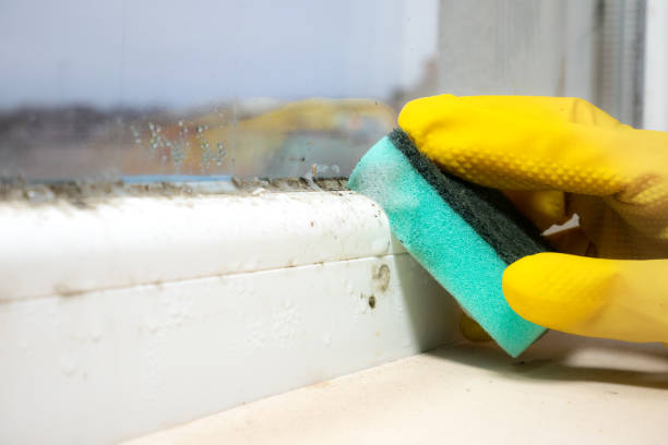 Best Localized Mold Remediation (e.g., coastal areas, humid climates) in North Ogden, UT