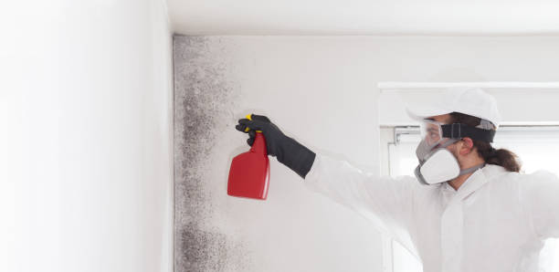 Best White Mold Remediation in North Ogden, UT