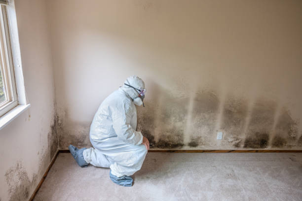 Best Commercial Mold Remediation in North Ogden, UT